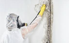 Best Water Damage & Mold Remediation  in Ecru, MS